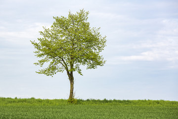 Fototapeta na wymiar Baum mit frischen Grün im Frühling, Deutschland