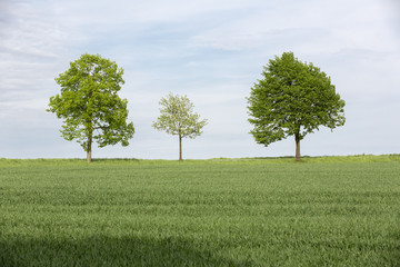 Fototapeta na wymiar Bäume mit frischen Grün im Frühling, Deutschland