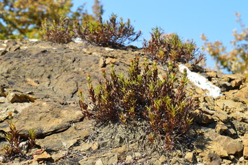 ГОРНЫЕ ТРАВЫ