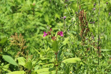 Bumblebee, insect, summer, flowers, field, field, garden, flowerbed, flower garden, wildlife, no people, serenity, calm, season, sunny, bright, colorful, beauty in nature, landscape, grass, striped, t
