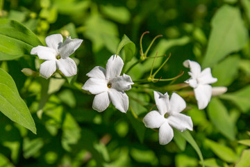 Obraz na płótnie Canvas Delicate white flowers on a scented Jasmine plant