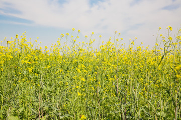 Yellow cole flower and blue sky