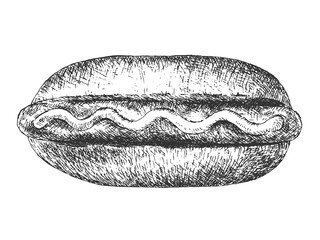 Hand drawn hotdog with sausage.
