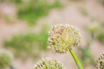 Onion flower head in a garden