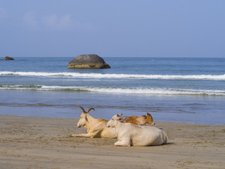 Kühe relaxen am Strand