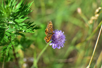 close-up of a butterfly with orange wings with black spots sitting on a purple flower, on a soft blurred green background