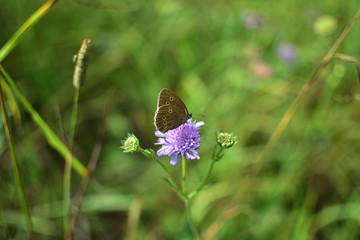 beige butterfly on a purple flower on a soft blurred green background