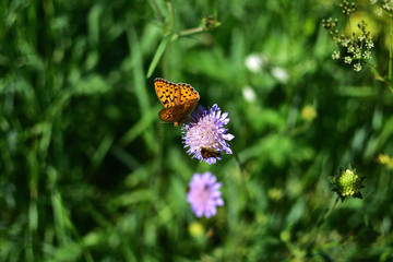 close-up of a butterfly with orange wings with black spots sitting on a purple flower, on a soft blurred green background