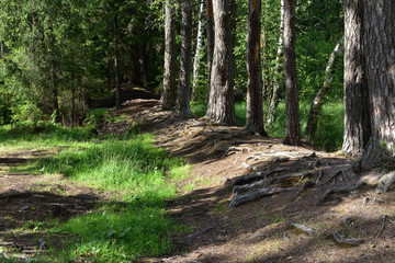 natural landscape alley of large forest pines and fir trees with bizarre roots