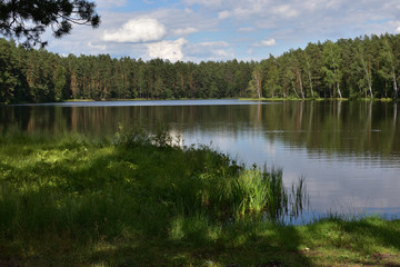 Fototapeta na wymiar Natural landscape with a forest lake against a blue sky with white clouds