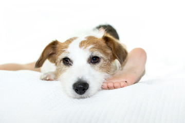 CUTE JACK RUSSELL DOG RESTING ON BED WITH ITS LITTLE CHILD OWNER.
