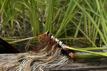 Freshly dug Acorus calamus root. Fresh acorus calamus root on wooden bridge near pond.