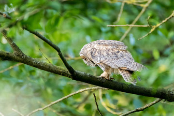 Hibou moyen-duc en chasse-Hunting Long-eared owl
