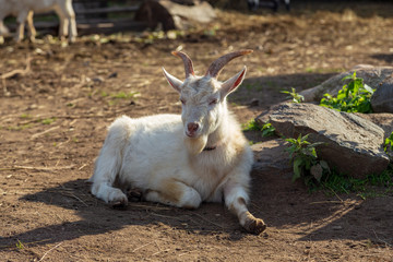 Fototapeta premium Russia, Republic of Karelia