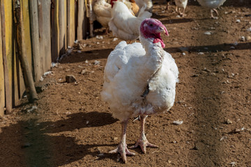 Russia, Republic of Karelia