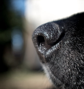 Dog Wet Nose Close Up, Sharp