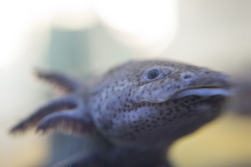 Axolotl looking at the camera, smiling. gills visible