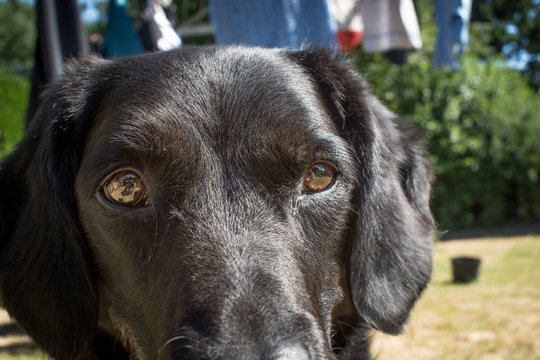 Dog looking towards camera, portrait