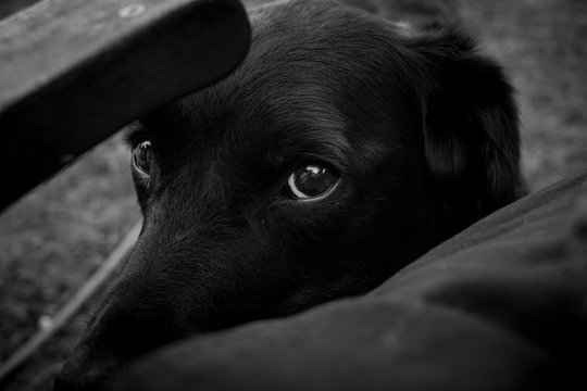 Dog looking bashfully into the camera