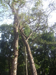 DOOARS