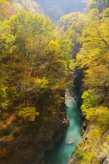 Agatuma Valley autumn leaves