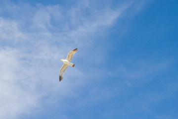 Bird Albatross is flying in the blue sky with white clouds
