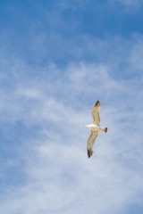 Bird Albatross is flying in the blue sky with white clouds