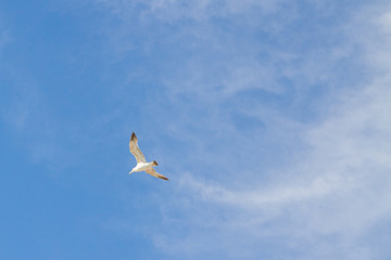 Bird Albatross is flying in the blue sky with white clouds