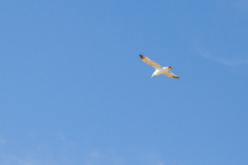 Bird Albatross is flying in the blue sky with white clouds