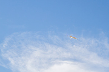 Bird Albatross is flying in the blue sky with white clouds