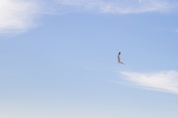 Bird Albatross is flying in the blue sky with white clouds