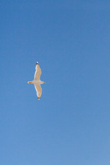 Bird Albatross is flying in the blue sky