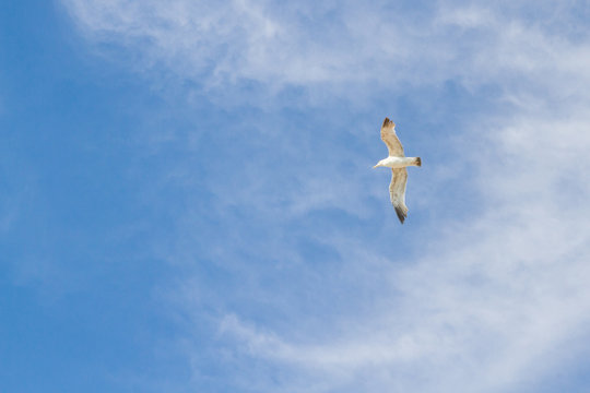 Bird Albatross is flying in the blue sky with white clouds