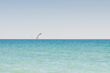 Fototapeta na wymiar Albatross bird flying in blue sky over sea