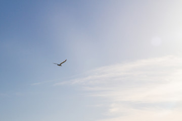 Albatross bird flying in blue sky with white clouds and sun view
