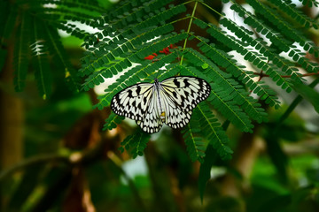 Closeup  beautiful butterfly & flower in the garden.