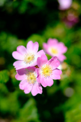 Pink Dog Rose (Rosa canina) flowers in bloom