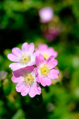 Pink Dog Rose (Rosa canina) flowers in bloom