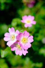 Pink Dog Rose (Rosa canina) flowers in bloom