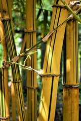 Yellow bamboo in sunlight