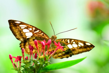 Closeup  beautiful butterfly & flower in the garden.