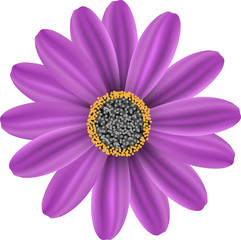 Vector violet flower on white background