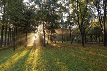 Morning forest park