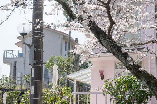 伊豆高原の桜