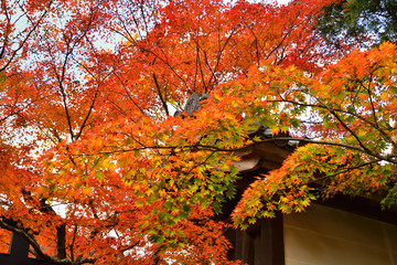 Colors of autumn leaves in Kyoto Japan.