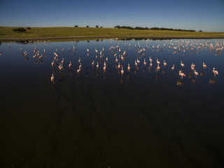 Flamingos in patagonia , Aerial View
