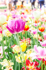 Obraz premium Closeup of single big purple tulips in hitachi seaside park