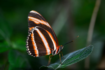 Closeup  beautiful butterfly & flower in the garden.
