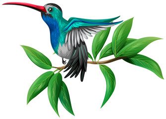 A Colourful Hummingbird on White Background