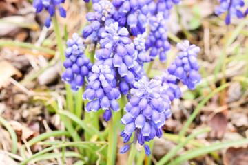 Macro Group of  little blue muscaries flowers in the garden,Japan